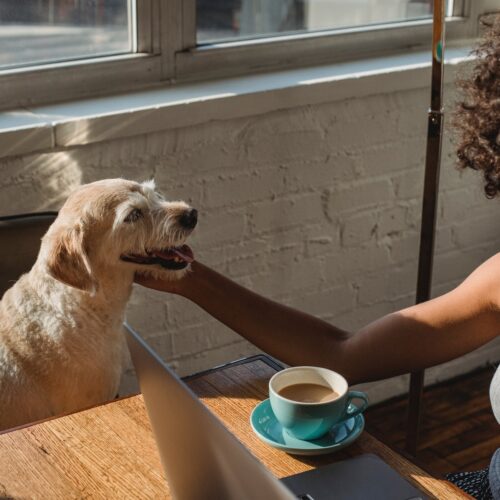 A young black woman with chin-length curly brown hair is sitting at a wooden desk, smiling at a laptop in front of her. She has one arm reaching out to pet the face of a golden, shaggy dog sitting on a chair perpendicular to hers. She also has a turquoise cup of coffee beside her on the table.